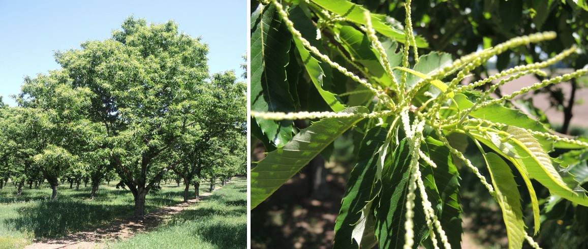 Chestnut tree and closeup of leaf